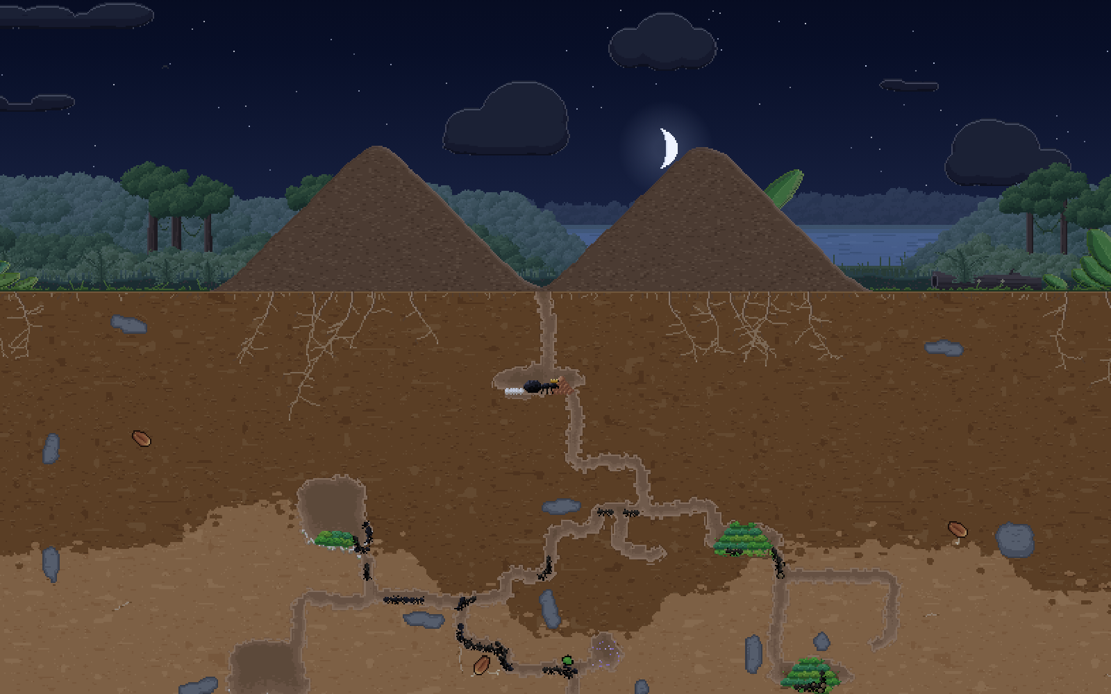 A grown colony at night